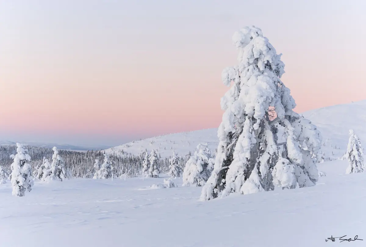 Schneebedeckte Kiefer im rosa Licht