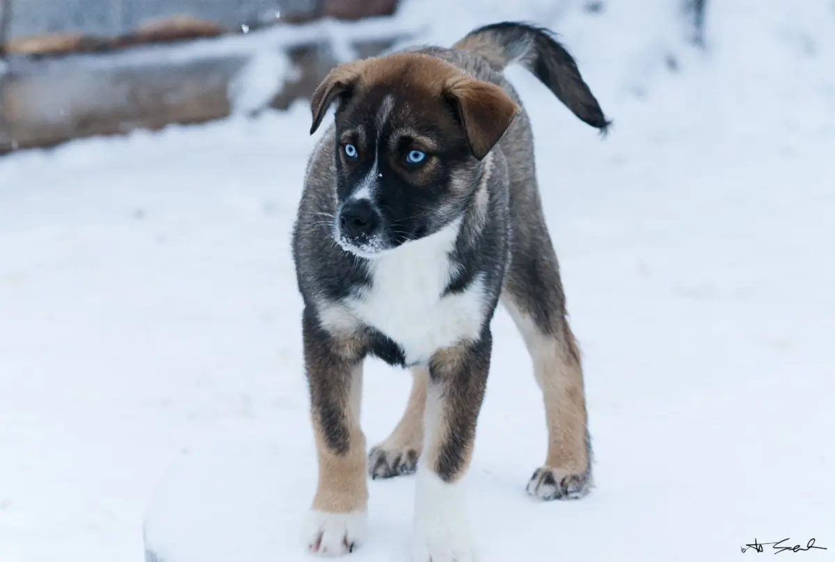 Welpe im Schnee