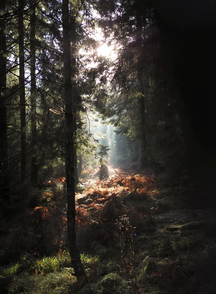 Lichtstrahl im Wald
