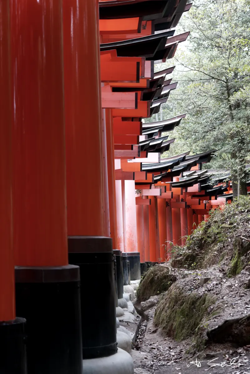 Reihe roter Torii-Tore an einem bewaldeten Hang