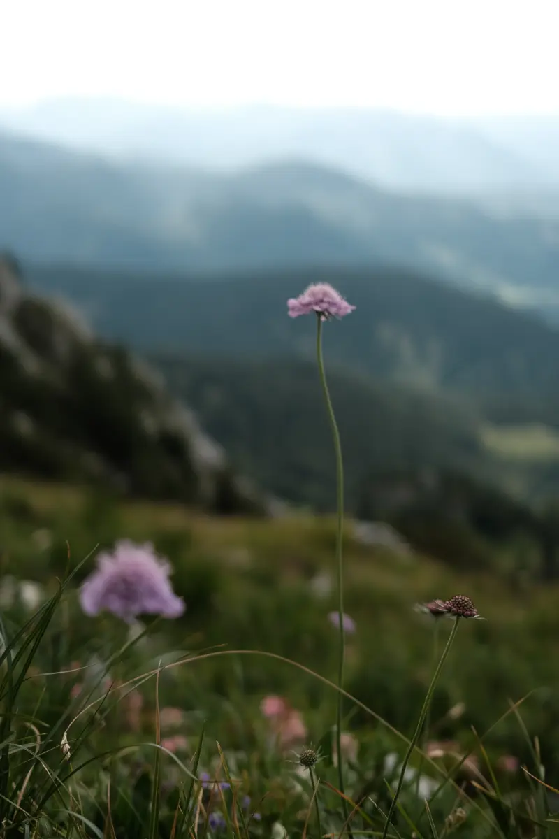 Rosa Bergblume vor unscharfen Bergen