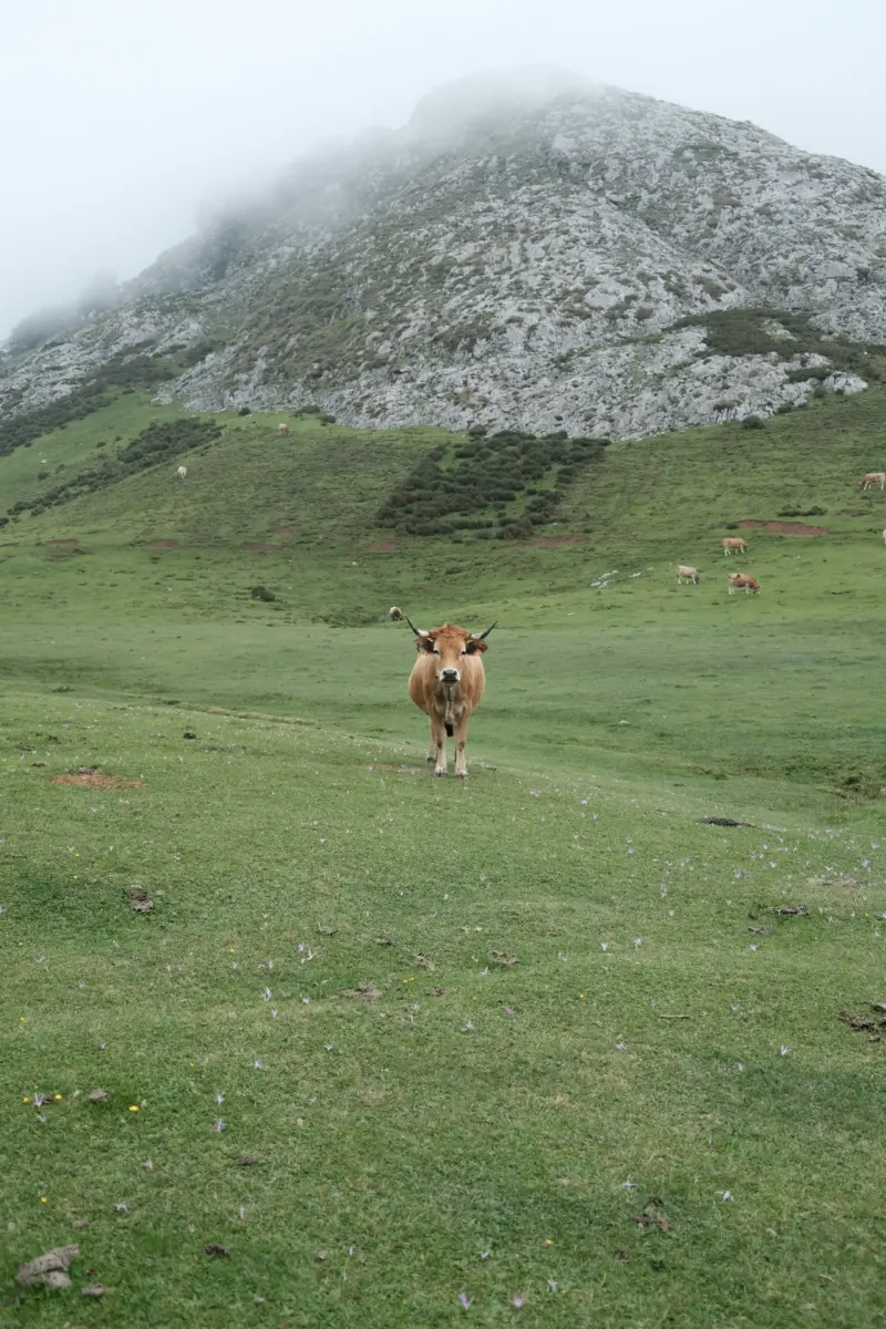 Kuh auf einer Bergwiese vor einem nebligen Gipfel