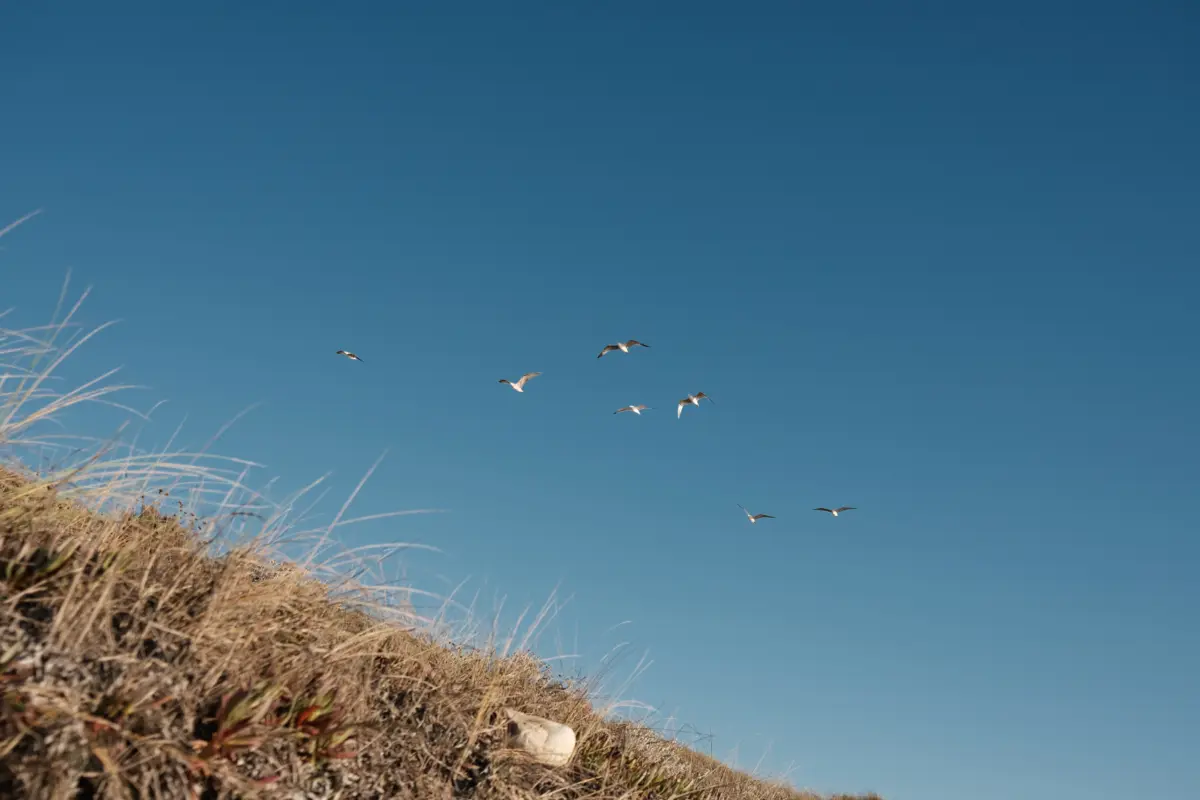 Vögel am blauen Himmel über trockenem Gras