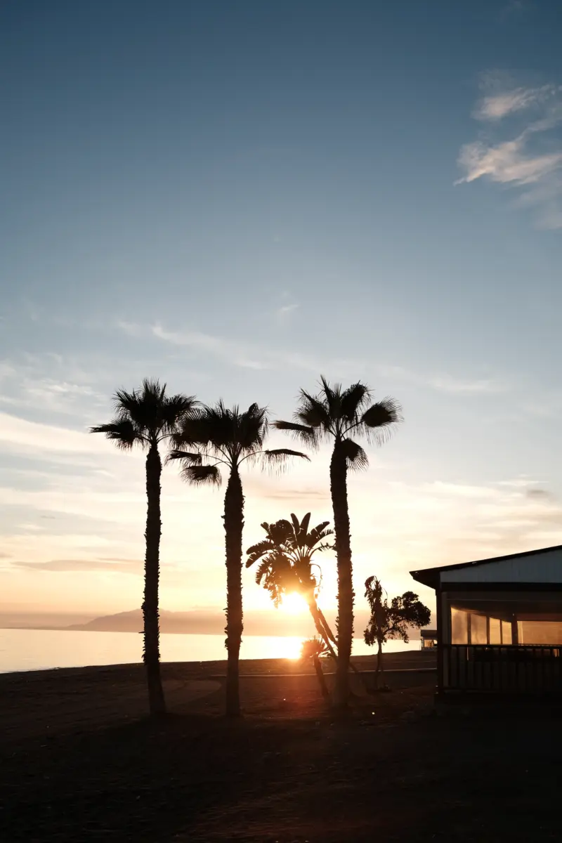 Palmensilhouetten am Strand im Sonnenuntergang