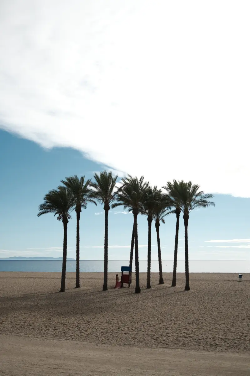 Gruppe von Palmen an einem leeren Sandstrand