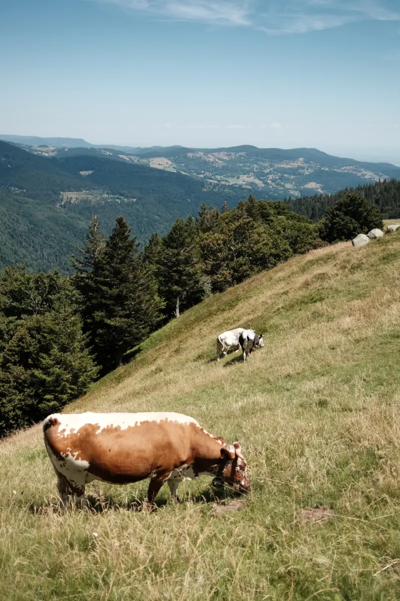 Kühe grasen an einem steilen Hang mit Blick ins Tal