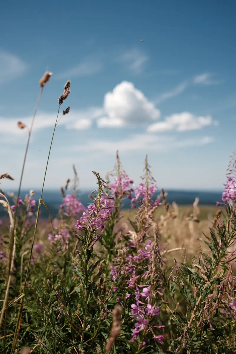 Blühendes Weidenröschen vor blauem Himmel